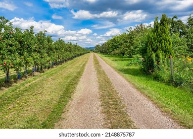 Straight path through apple orchard plantation in summer. Blue sky, green grass, vivid natural scenery and lots of apples. - Shutterstock ID 2148875787