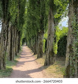 Straight pathway with aligned trees