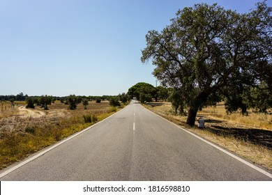 Straight road surrounded by trees , Alentejo