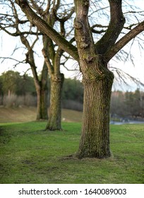 A Straight Row Of Trees In The Biggest Cemetery In Stockholm, Skogskyrkogården