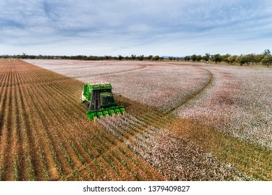 Straight Rows Of Cotton Plants With Blossoming White Boxes Harvested By Green Industrial Tractor Under Blue Sky In Elevated Perspective View On A Farm Field In Australia.