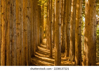 Straight rows of tree trunks bathed in sunlight in rural park.