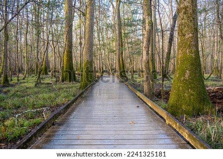 Straight Section of Board Walk The The Marsh at Congaree National Park in South Carolina