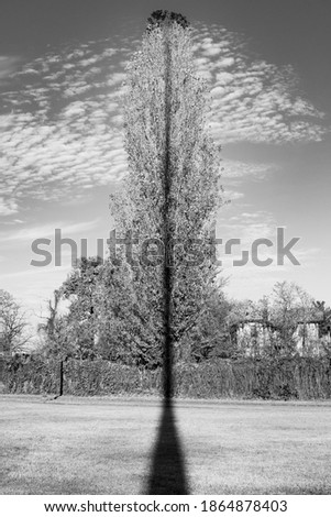 Straight shadow splitting a tree in a simmetrical way. Monochrome.