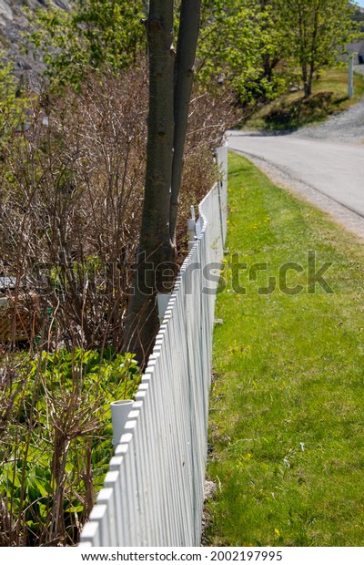 A straight white picket fence divides a garden\
from the road. A tall flowering shrub can be seen in the\
background. The sun is shining on the fence illuminating the\
textured wood palings and\
shadows.