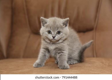 1000 British Shorthair Kitten Stock Images Photos Vectors