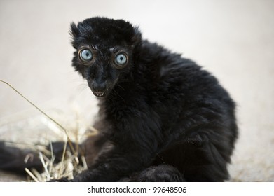 A Straight-on Shot Of A Brownish Tone Black Lemur With Big, Bright Blue Eyes.