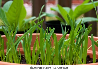 Strain Of Grass Known As Catgrass Growing In Container In Backyard Garden, Overcast Morning.