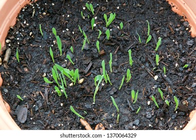 Strain Of Grass Known As Catgrass Growing In Container In Backyard Garden, Overcast Morning Shown From Above.