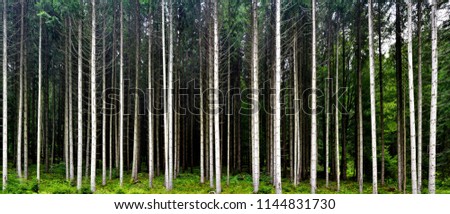 Similar – Foto Bild Sauerland Umwelt Natur