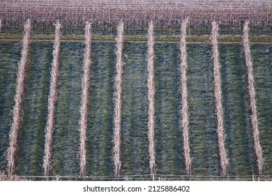 Strait Lines In A Vinery Region