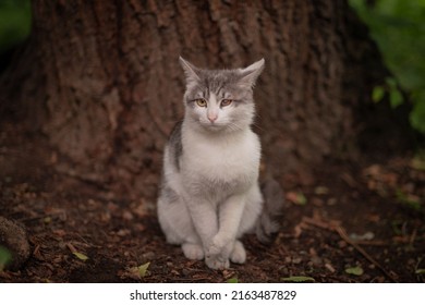 Strait Wall-eyed Kitten With Syndactyly