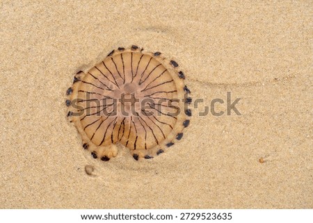 Stranded compass jellyfish on a sandy beach seen from above