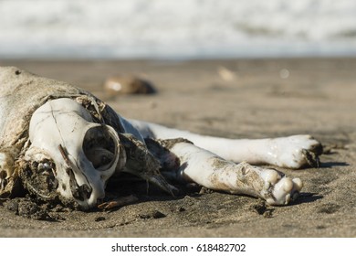 Stranded corp of dead cat on beach with exposed skull.