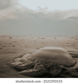 A stranded jellyfish on a cloudy beach reflects life's fragility and transience. Once fluid and free, it now rests vulnerable, a reminder of nature's delicate balance and inevitable change.

