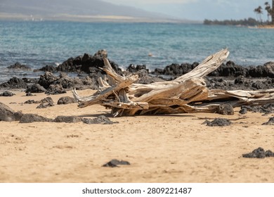 Stranded log on the beach. 
