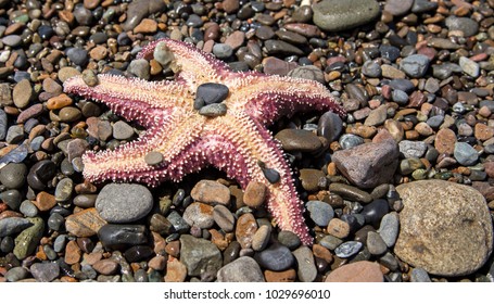 Stranded Pink Sea Star On A Rocky Beach In Northern California