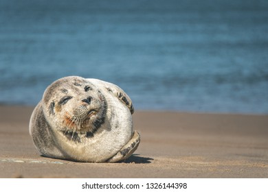 43 Noise Pollution Marine Animals Images, Stock Photos & Vectors ...