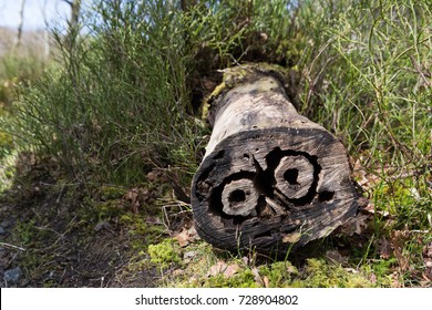 Strange Bore Holes In A Tree Cut Down By The Forestry Commission 