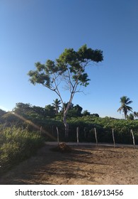 El extraño árbol torcido