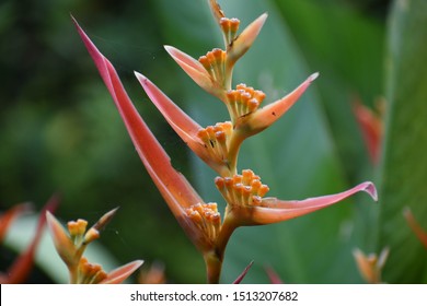 Strange Buds On A Plant In A Tropical House