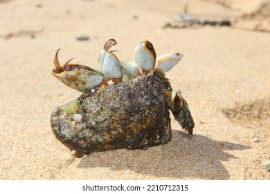 Strange Creature At The Beach