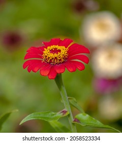 Strange Hot Red Flower With Large Petals