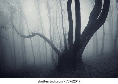 Strange Looking Tree In A Dark Forest With Fog