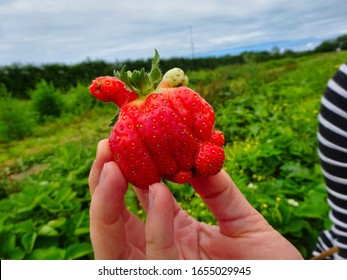 Strange Mutant Organic Strawberry Picking Fresh Fruit