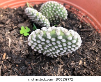 Cactus Without Thorn Images Stock Photos Vectors Shutterstock