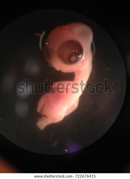  Strange\
real alien with big eyes and cream color. Microscopical photo of an\
embryo, taken with an optical microscope. Chicken embryo. Chicken\
fetus Gallus gallus domesticus