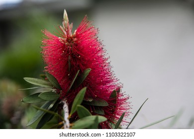 Strange Red Flower