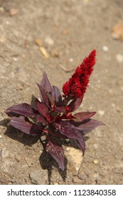 Strange Red Flower