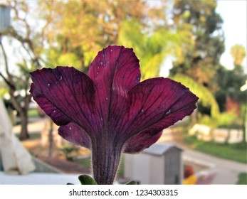 A Strange Red Flower