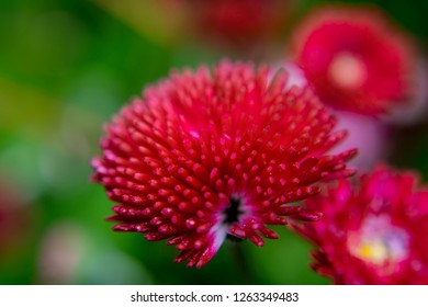 Strange Red Flower