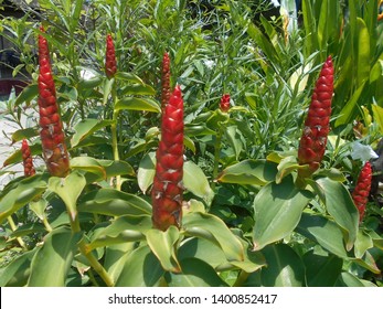 Strange Red Flower But Beautiful 