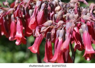 A Strange Red Flower In Bloom