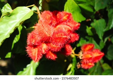 A Strange Red Flower In The Garden