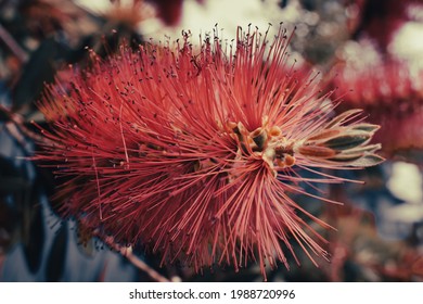 Strange Red Flower In The Garden