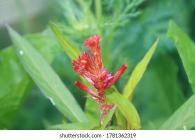 A Strange Red Flower In Green Foliage.