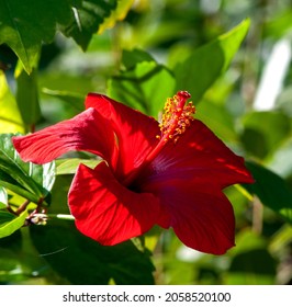 Strange Red Flower With Green Leaves