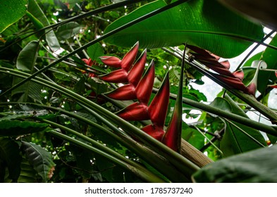 
Strange Red Flower Growing In The Park