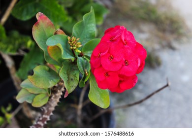 A Strange Red Flower On The Side Of The Road