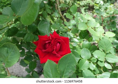 Strange Red Flower Of Rose In May