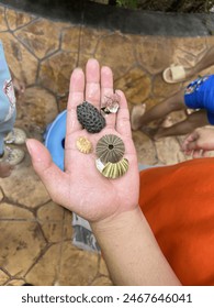 Strange shaped seashells collected from the beach.