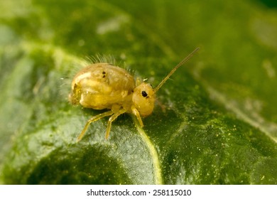 A Strange Tiny (about 2mm/ 1/16 Inch) Insect: Globular Springtail