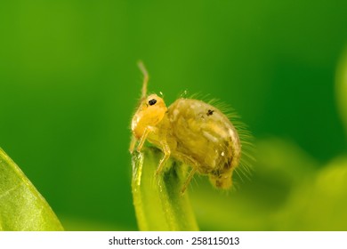 A Strange Tiny (about 2mm/ 1/16 Inch) Insect: Globular Springtail