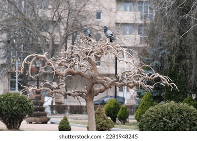 A strange tree that grows rooted up on which pigeons sit - Shutterstock ID 2281948245