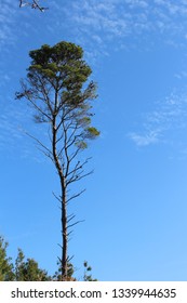 Strange Tree, Turkey Creek Park Palm Bay FL