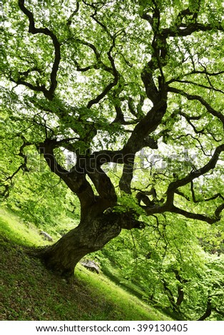 Image, Stock Photo Green Lung Colour photo